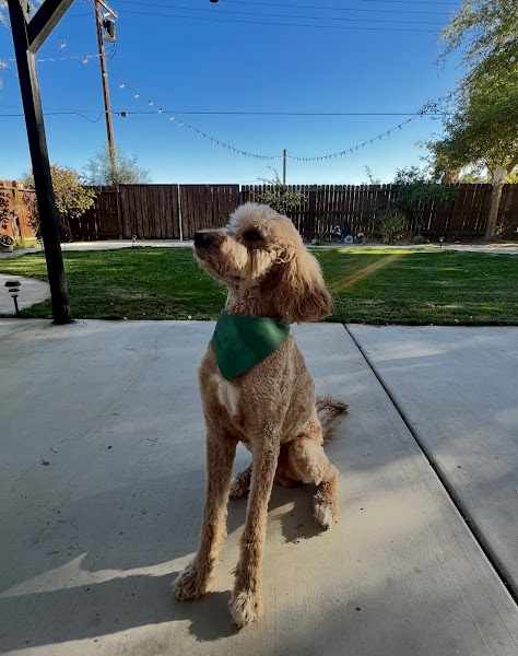 Pet grooming Palm Springs CA