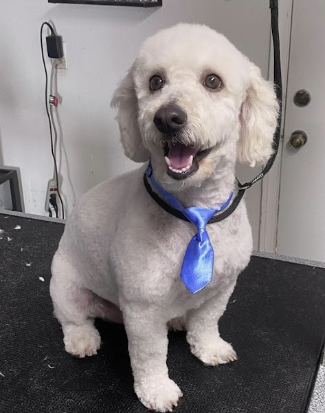 Pet grooming results at The Grooming Plug