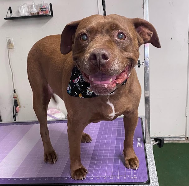 Freshly groomed pet at The Grooming Plug