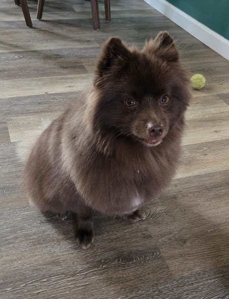 Dog grooming in Palm Springs