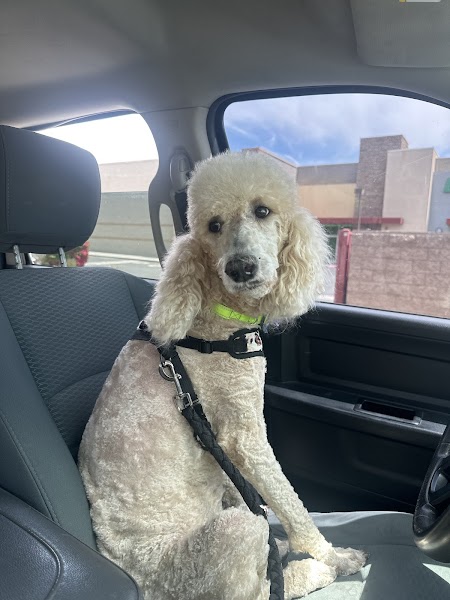 Professional pet grooming by Nestor