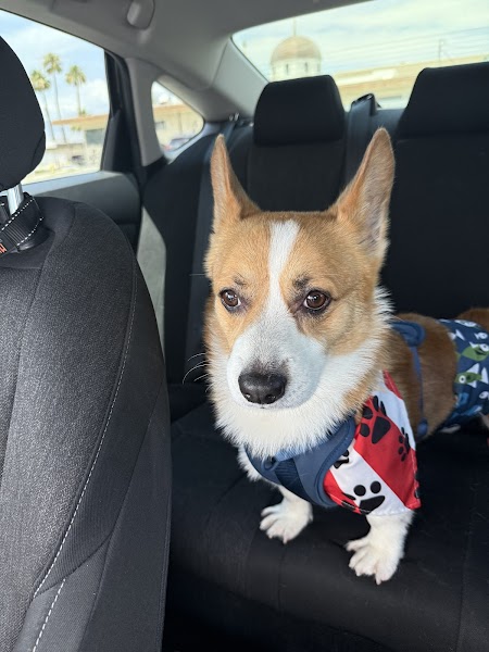 Pet care at The Grooming Plug Palm Springs