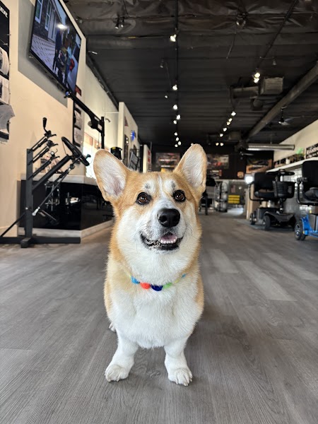 Beautiful dog grooming results