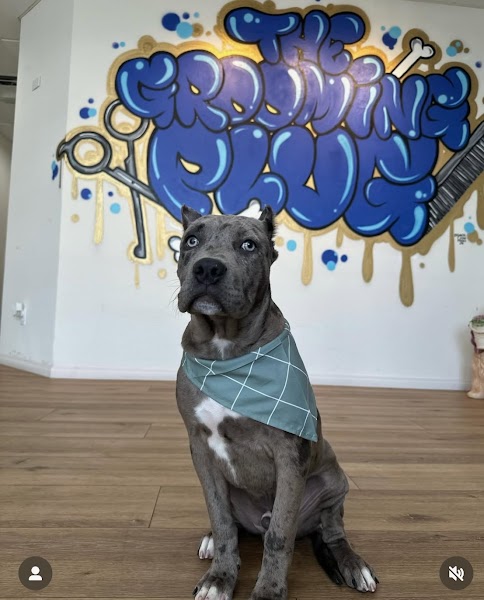 Groomed pet at The Grooming Plug
